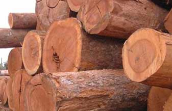 Nova Itapevi Madeiras - Foto 1