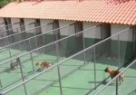 hotel-para-animais-itapevi-1374755625